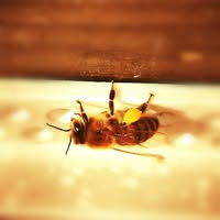 Avatar du professionnel CROIZAT FLAVIEN MIELLERIE